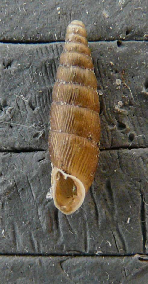 Pseudofusulus varians (Pfeiffer, 1828)